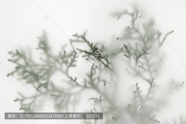 冬天的常綠背景
