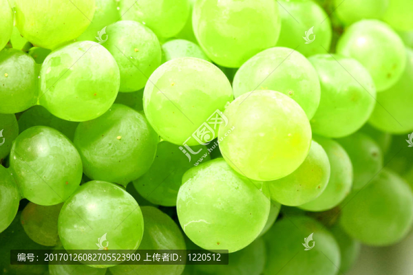 孤立的葡萄