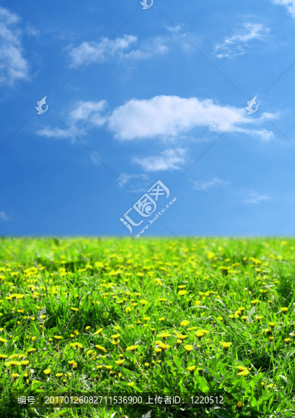 綠色的草地景觀