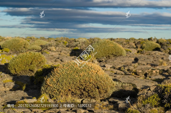 巴塔戈尼亞草原；