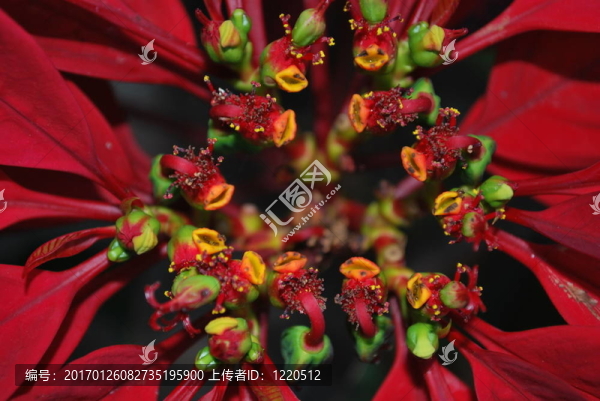 一個pointsettia工廠內(nèi)部的嘴唇
