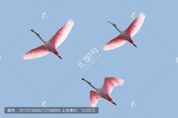 粉紅琵鷺飛翔