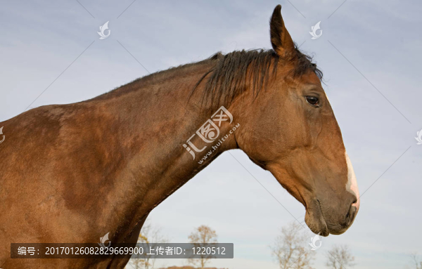 簡介馬