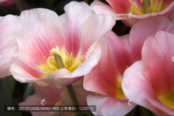 粉紅色郁金香