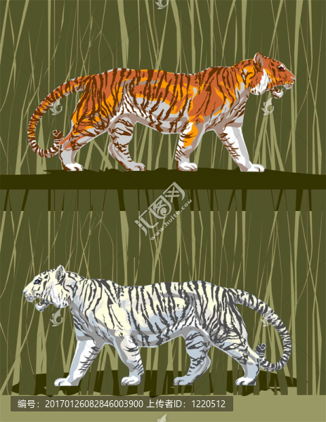tiger_001