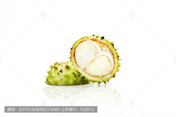 七葉樹(shù)七葉樹(shù)-匯圖網(wǎng) www.fosd68.com 七葉樹(shù)七葉樹(shù)