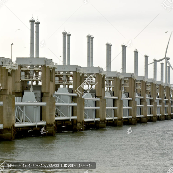 在Oosterschelde風(fēng)暴屏障海鷗