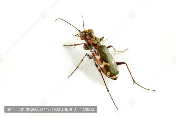 步甲科限制