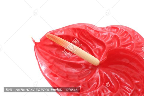 紅掌
