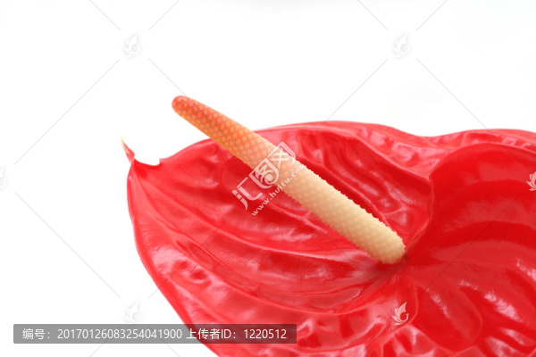 紅掌