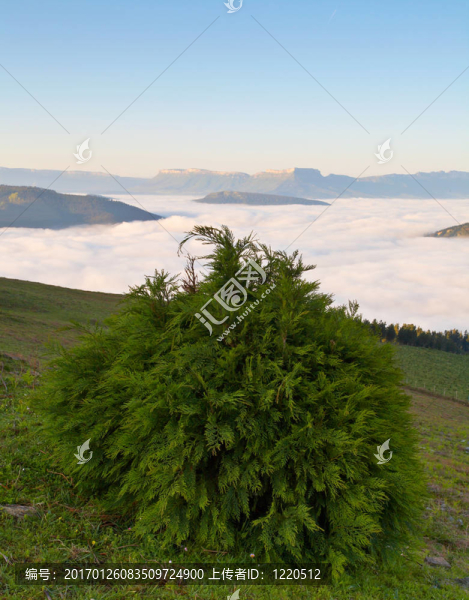 霧上的日出