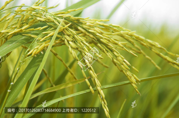 Paddy,rice。