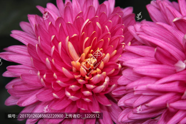 粉紅色的菊花