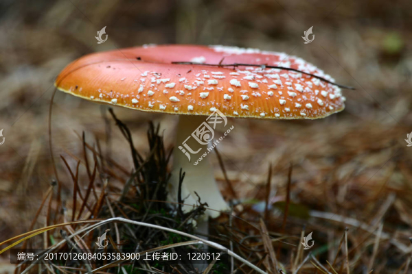 神奇的蘑菇