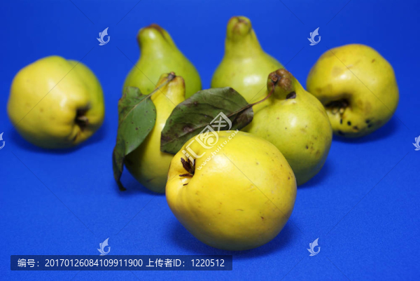溫柏