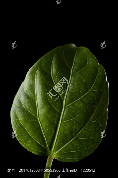 葉