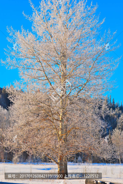 wintertree