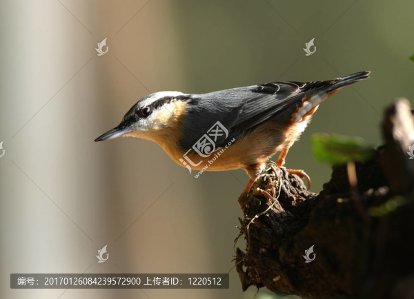 鳾