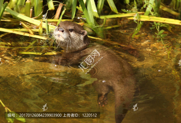 水獺