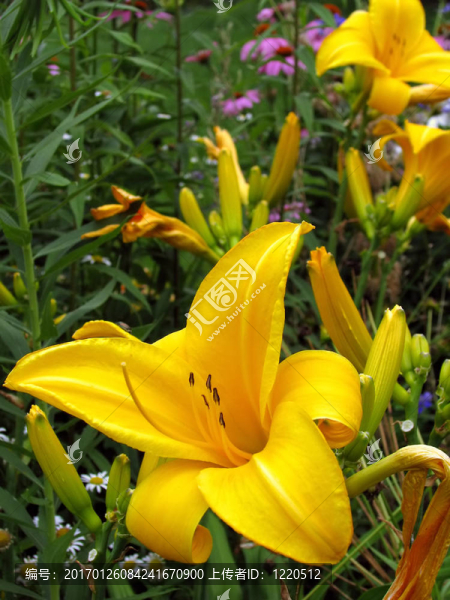 黃花菜