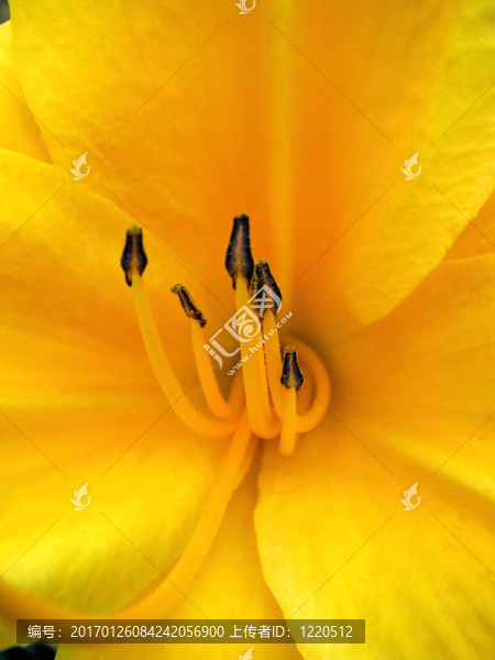 黃花菜