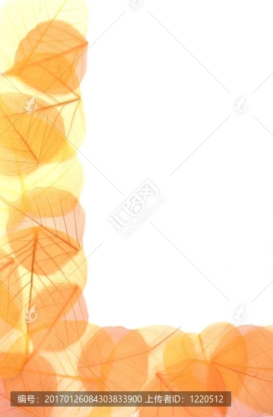 干色葉-框架
