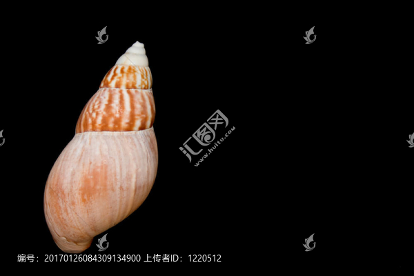 貝殼