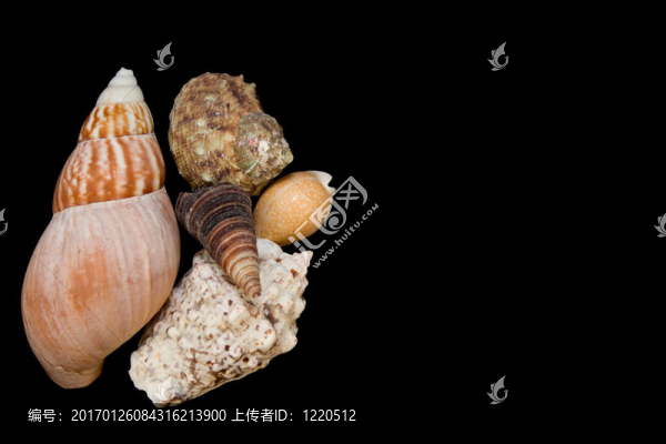 貝殼
