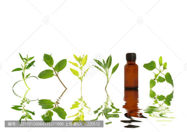 草本植物，葉的選擇