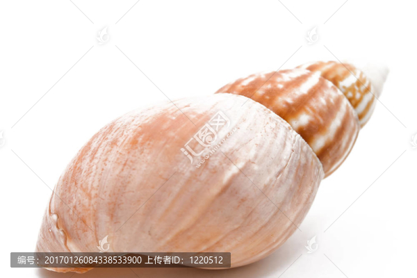 貝殼