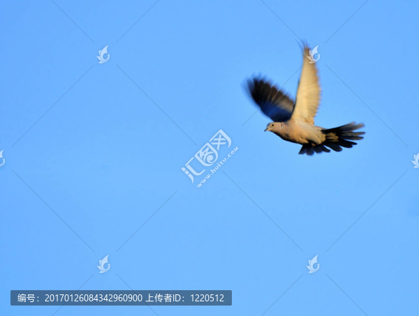 灰斑鳩