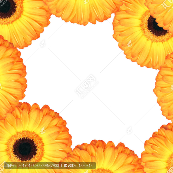 菊花花境