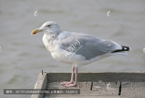 海鷗在碼頭上