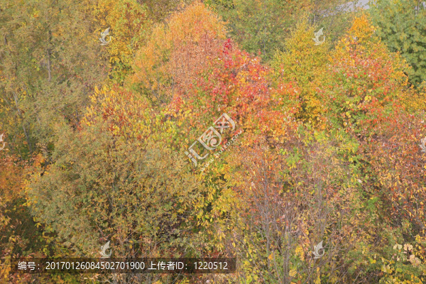秋天的顏色，在大煙山