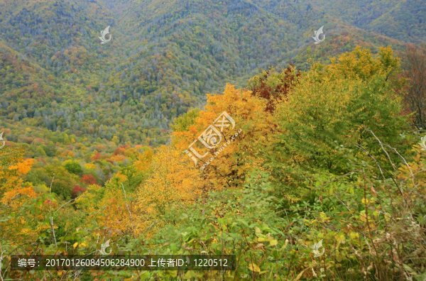 秋天的顏色，在大煙山