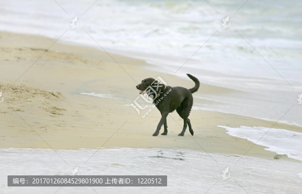 在海灘上的狗