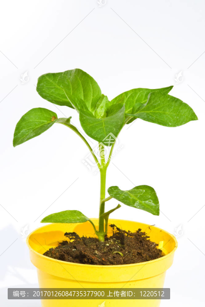 辣椒屬植物
