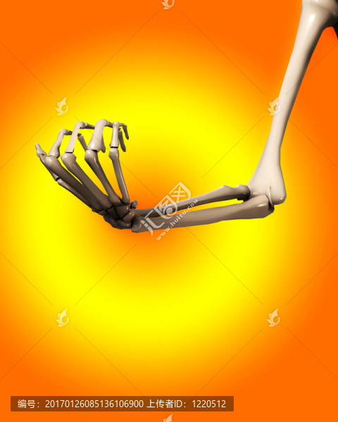 骨手和臂4