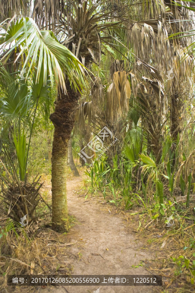 佛羅里達(dá)州熱帶森林-匯圖網(wǎng) www.fosd68.com 佛羅里達(dá)州熱帶森林