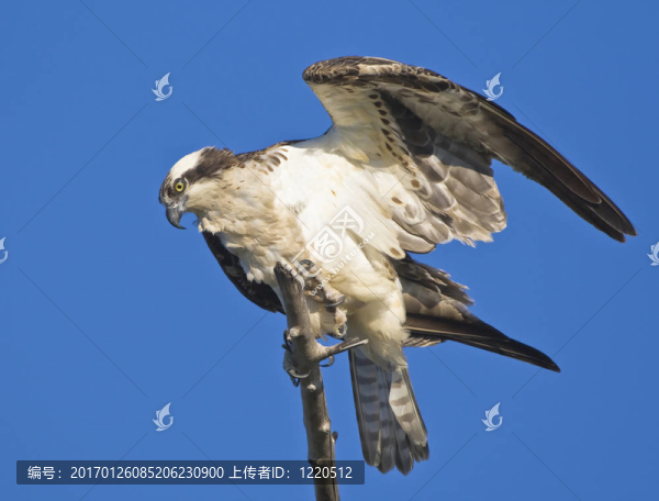 魚鷹