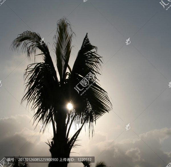 棕櫚樹(shù)的剪影