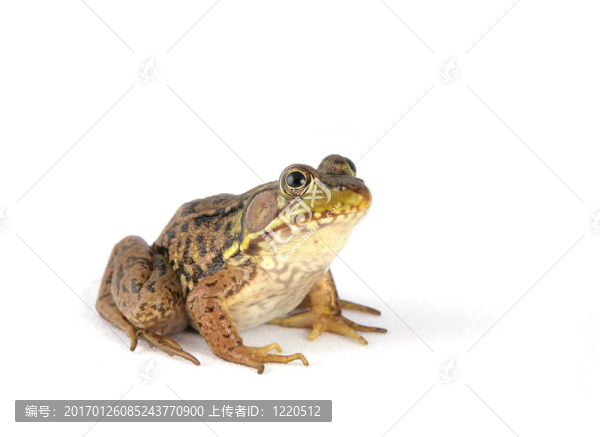 青蛙在白