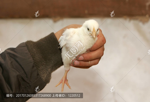 品牌新的小雞