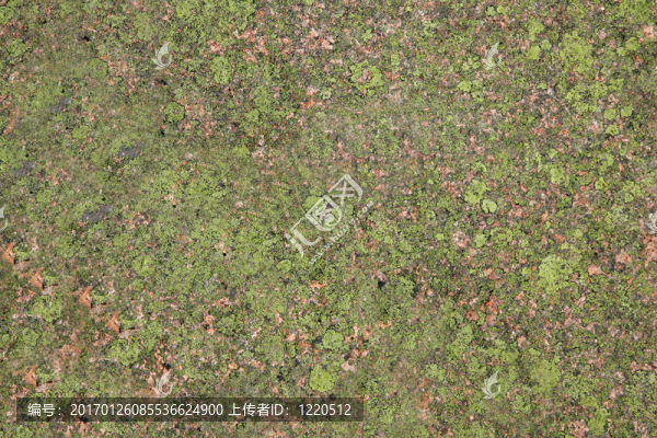 苔蘚背景