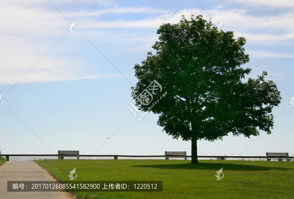 一棵樹的天空