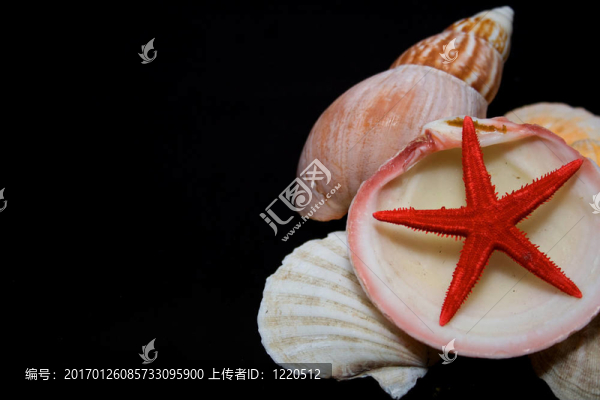 貝殼