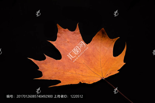 楓葉