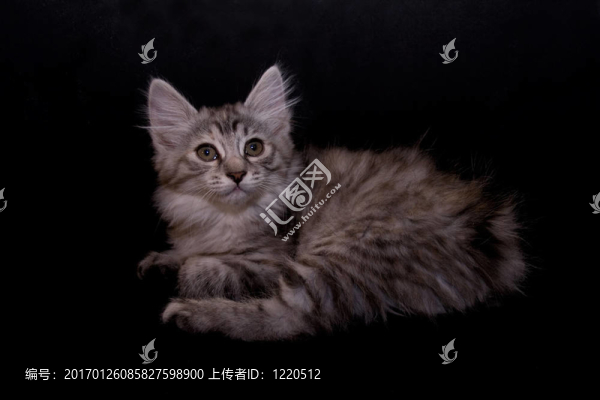 kurilian短尾貓