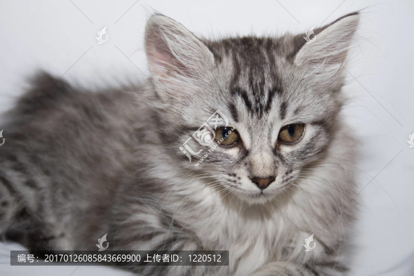 kurilian短尾貓-匯圖網(wǎng) www.fosd68.com kurilian短尾貓