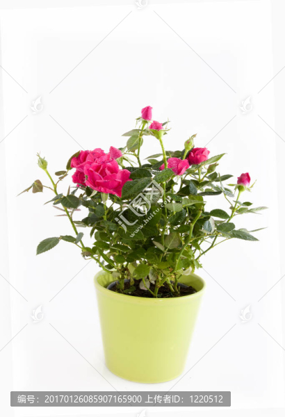 粉薔薇